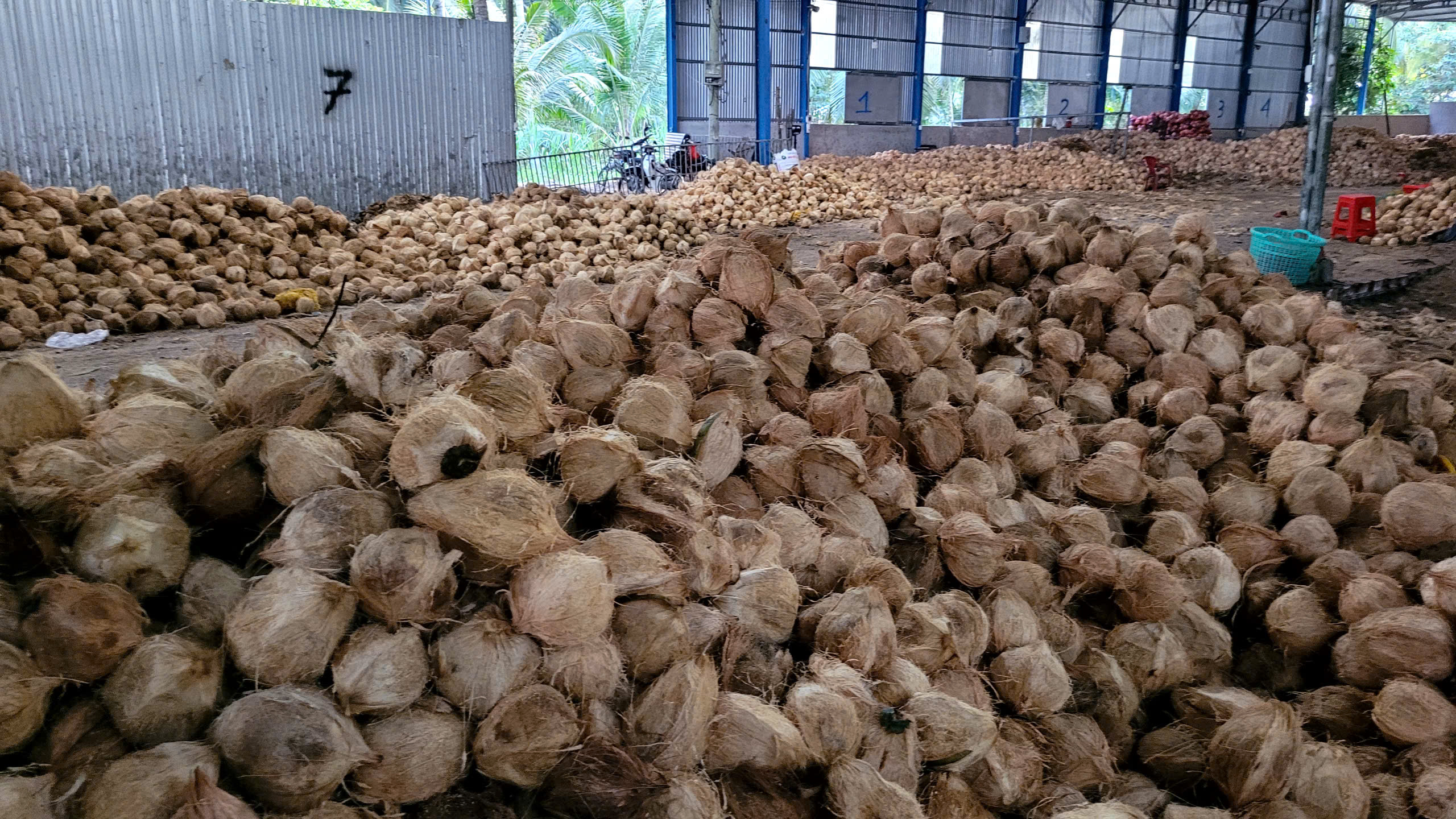 Dried Coconut