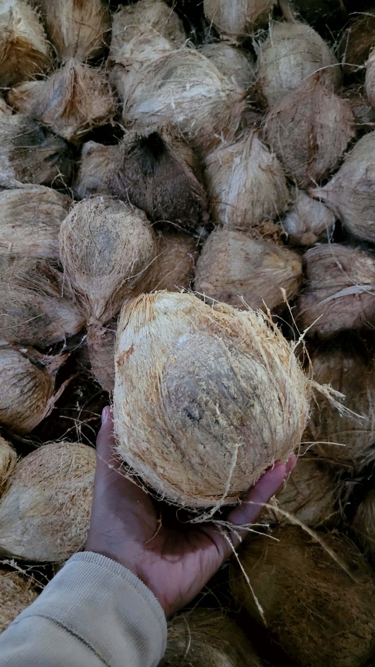 Dried Coconut