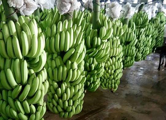 Export ready bananas