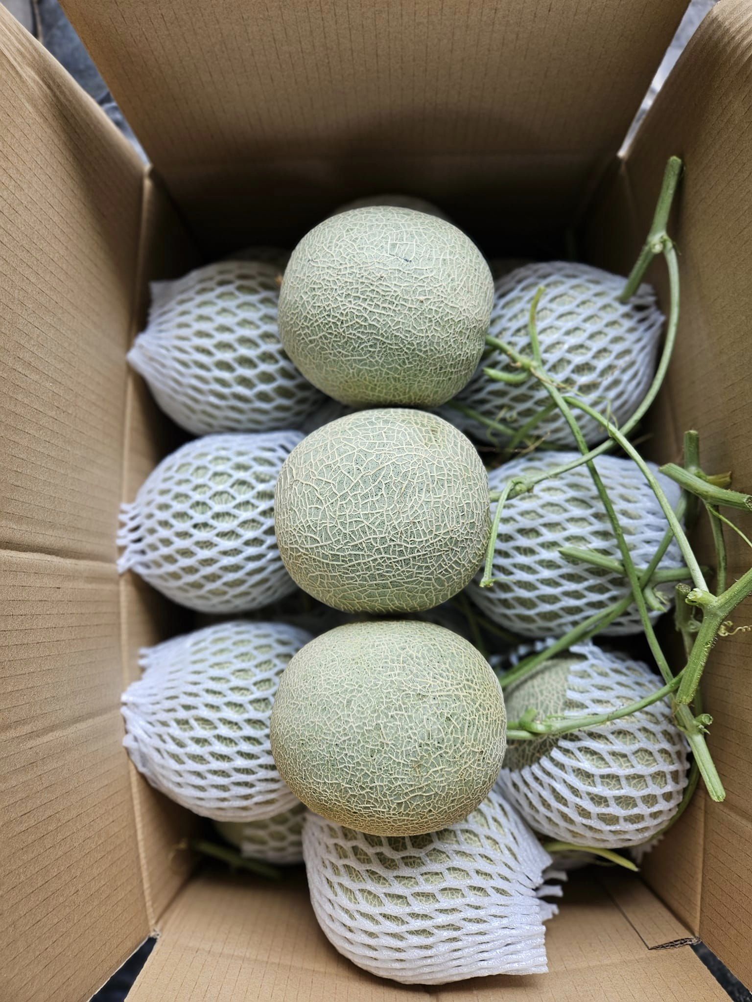 Melon cultivation