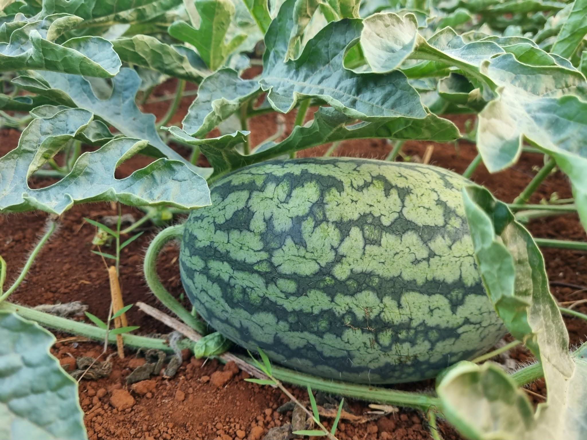 Quality control process