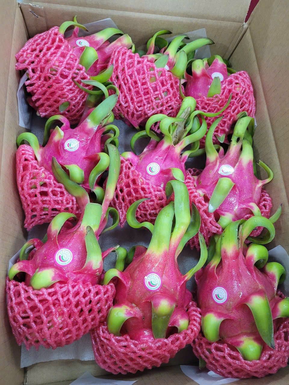 Dragon Fruit