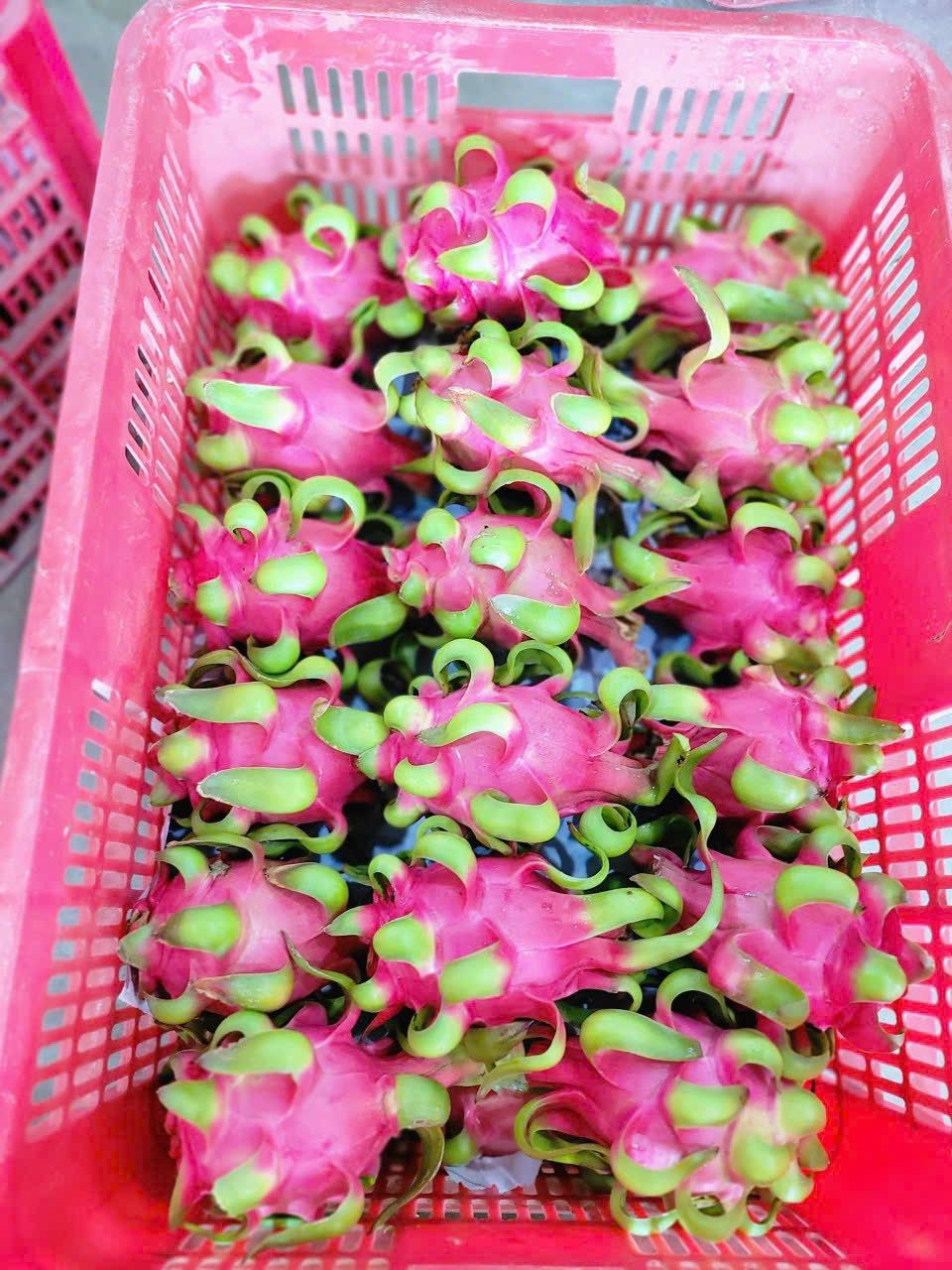 Dragon Fruit