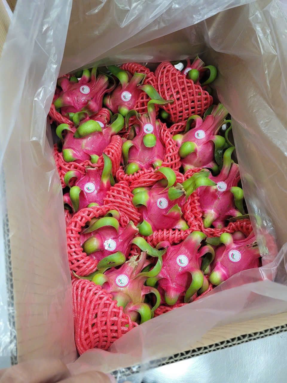 Dragon Fruit