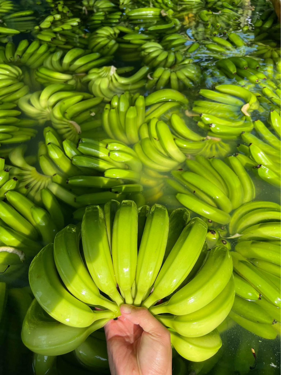 Fresh bananas