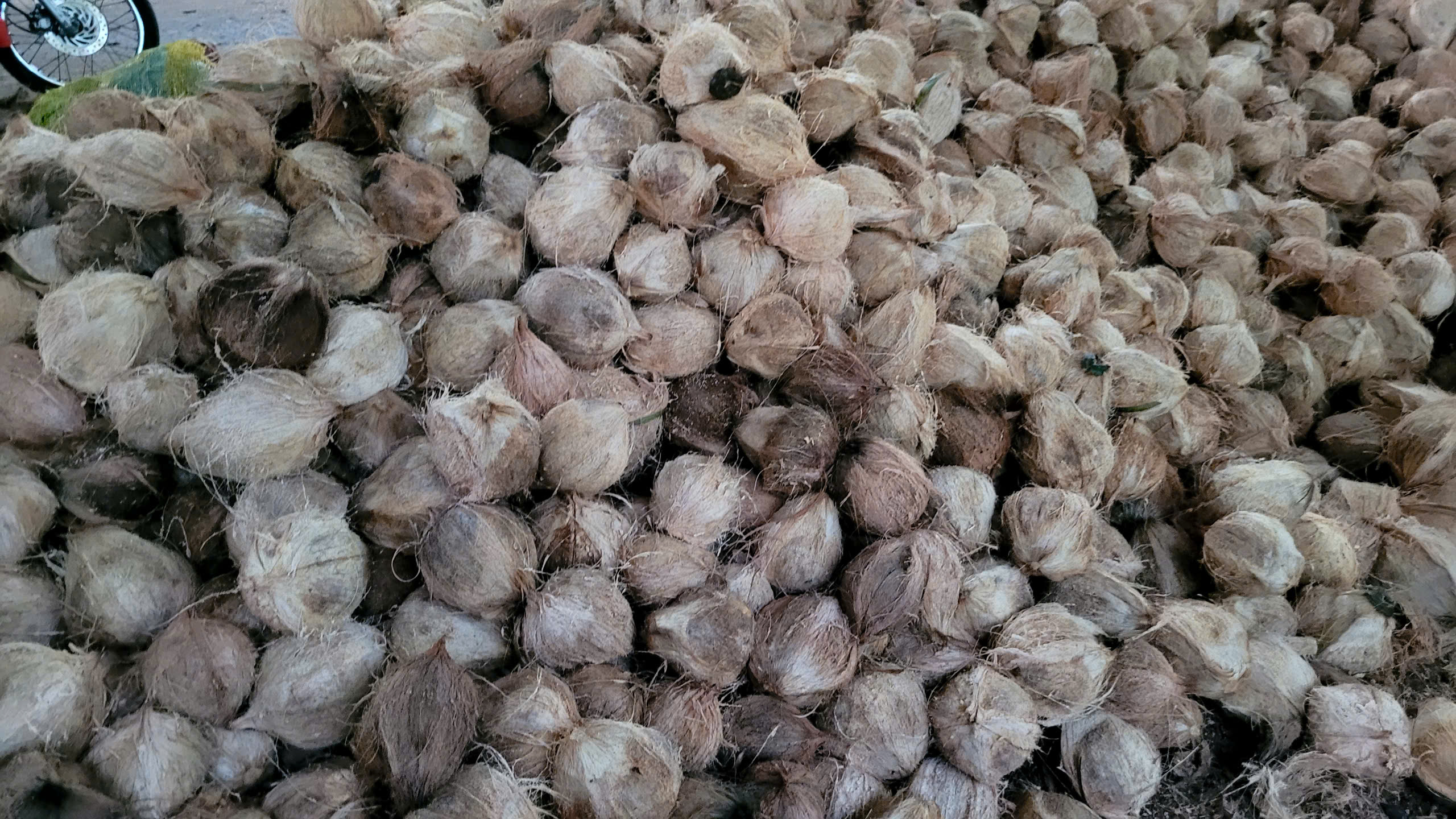 Dried Coconut