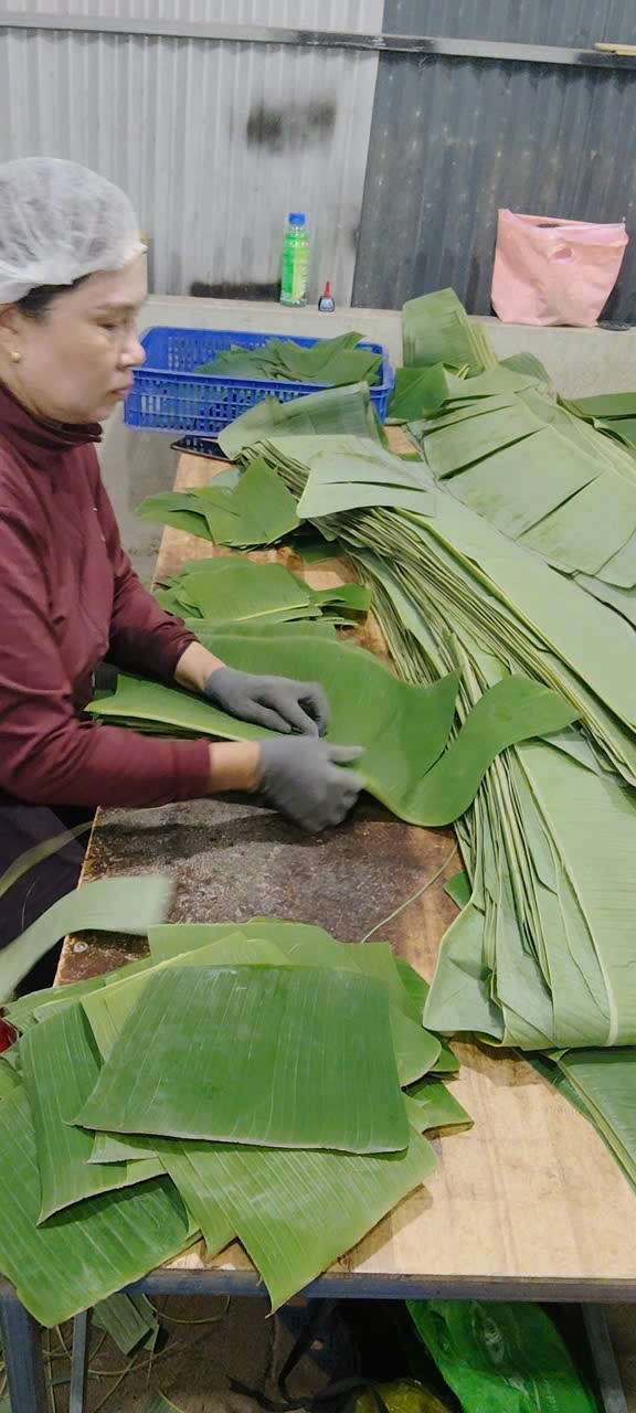 Fresh Banana Leaves