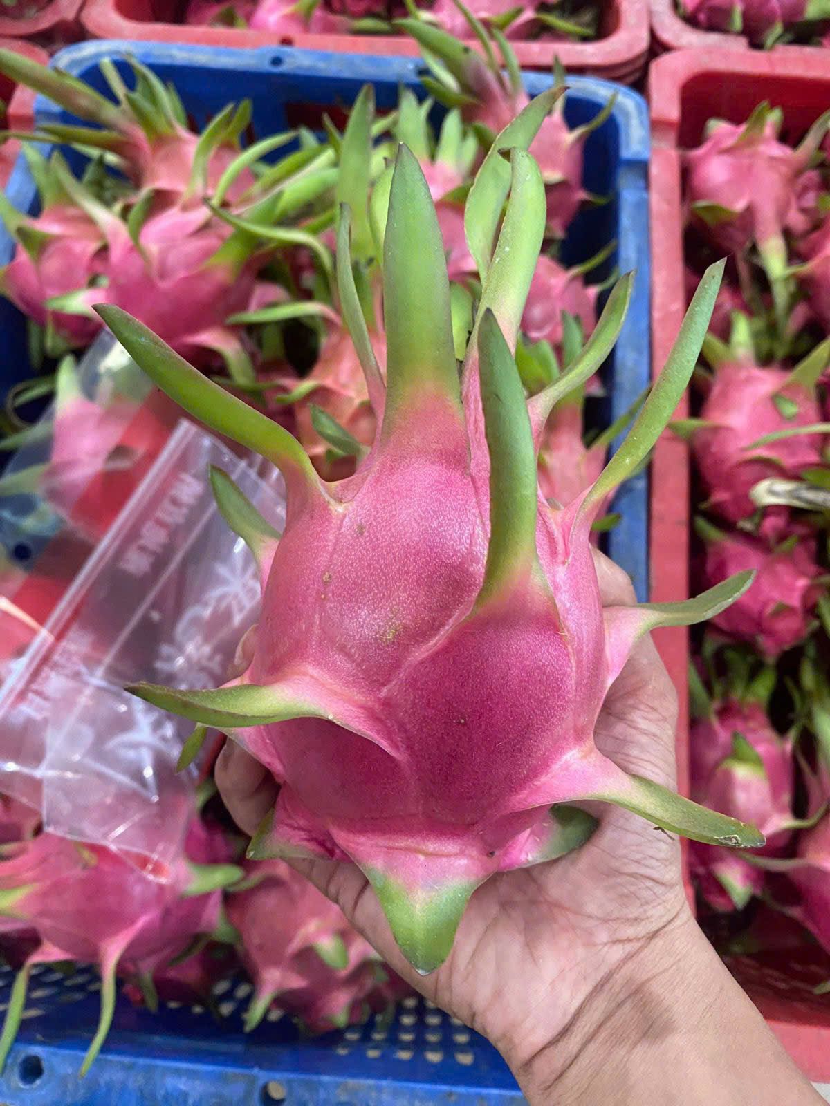 Dragon Fruit