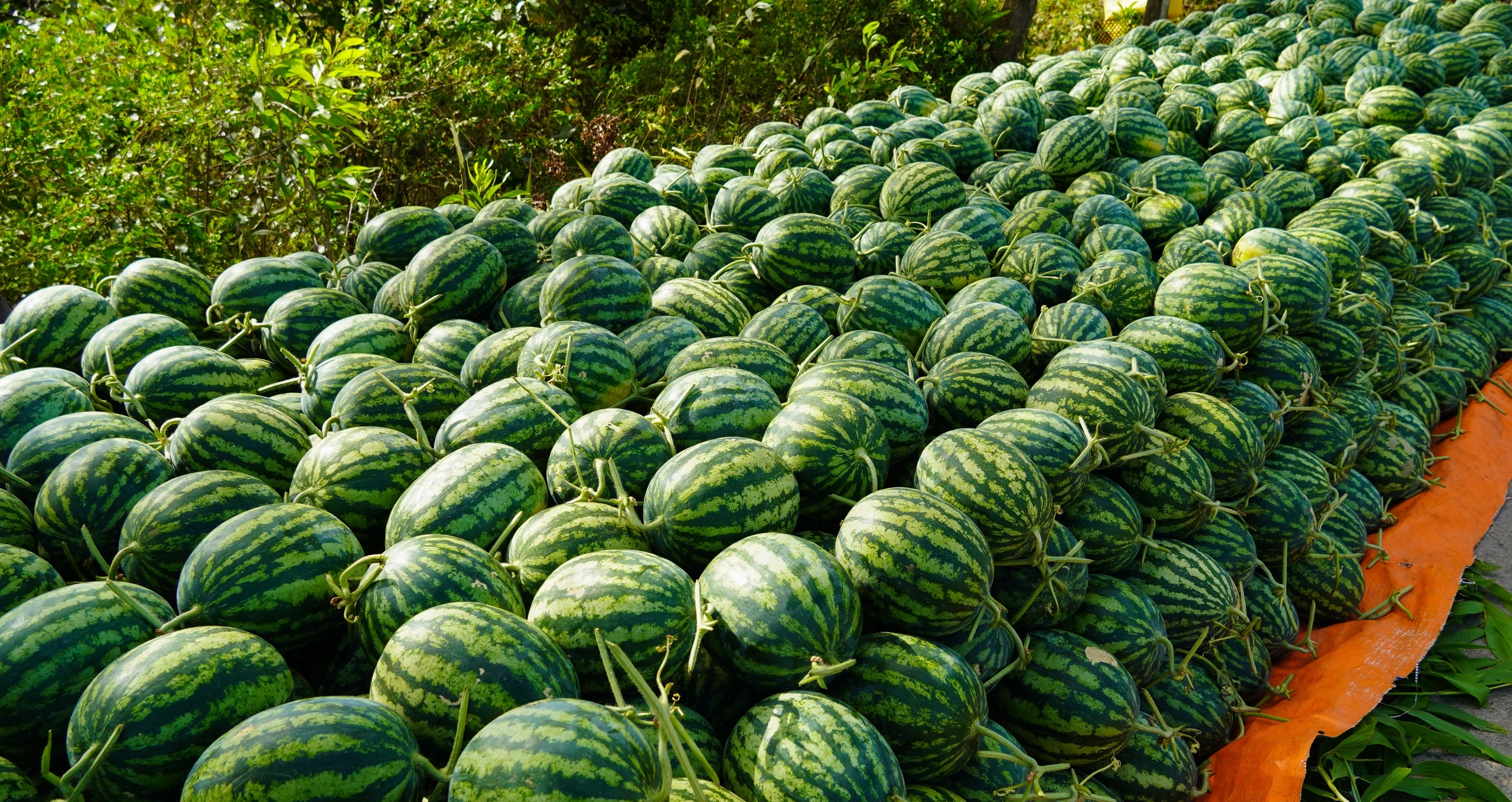 Loi Loc Watermelon Farm
