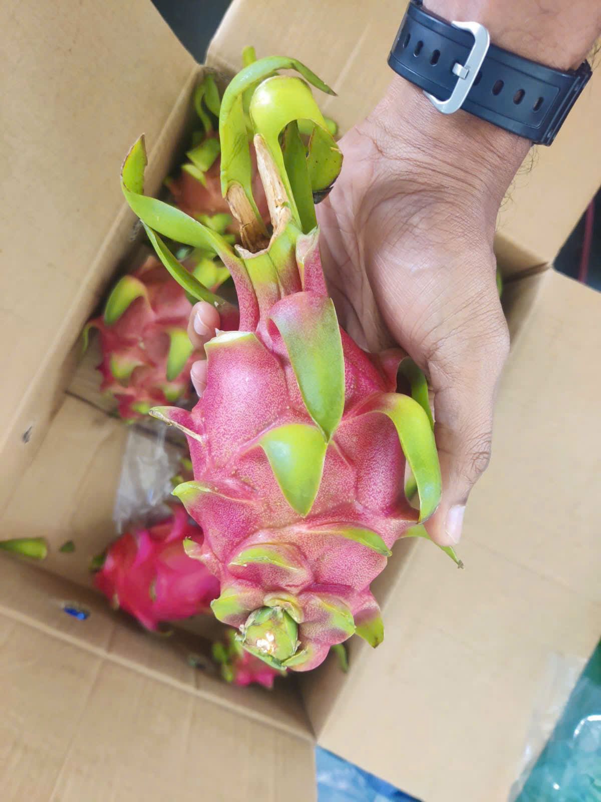 Dragon Fruit