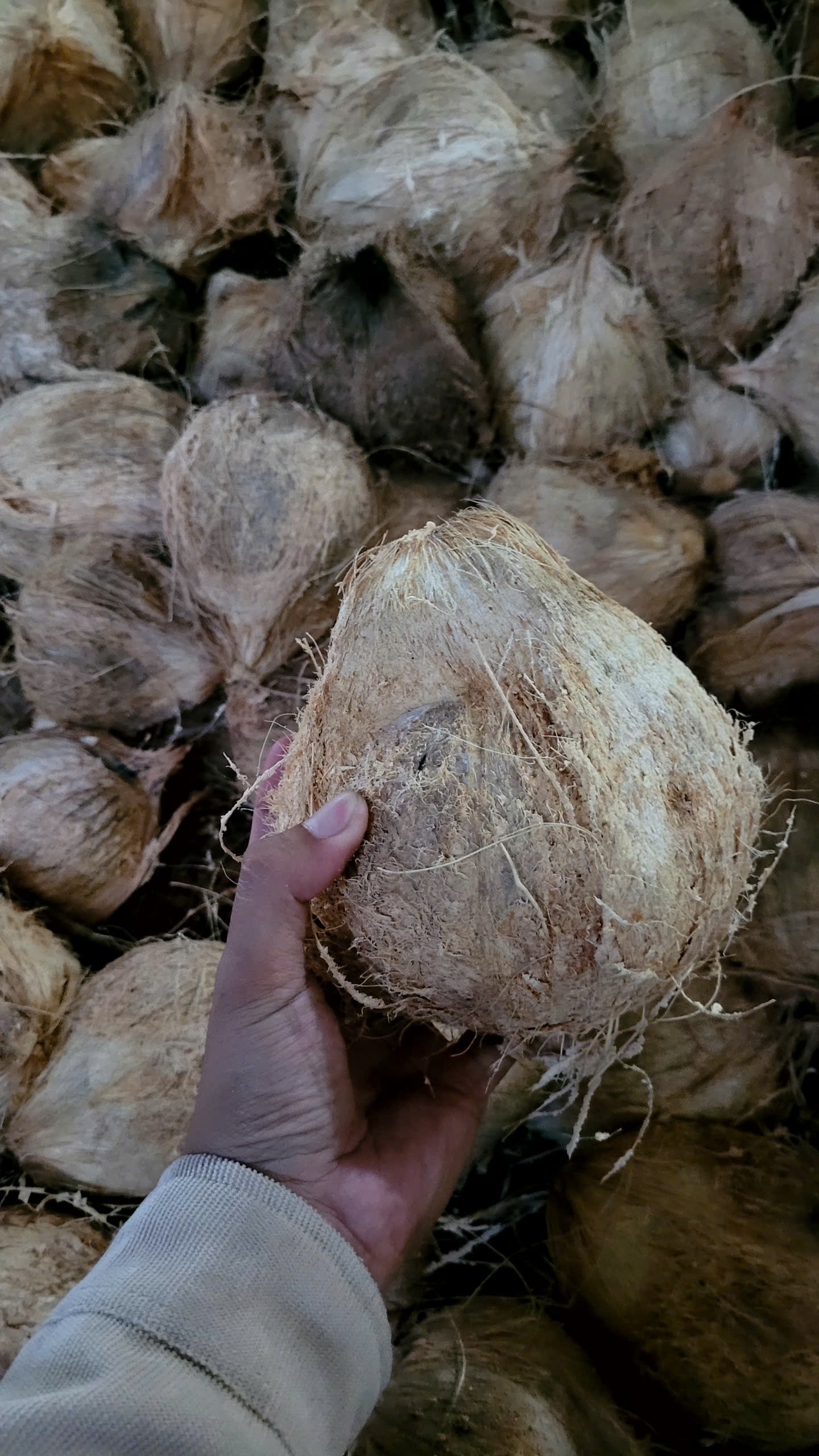 Dried Coconut
