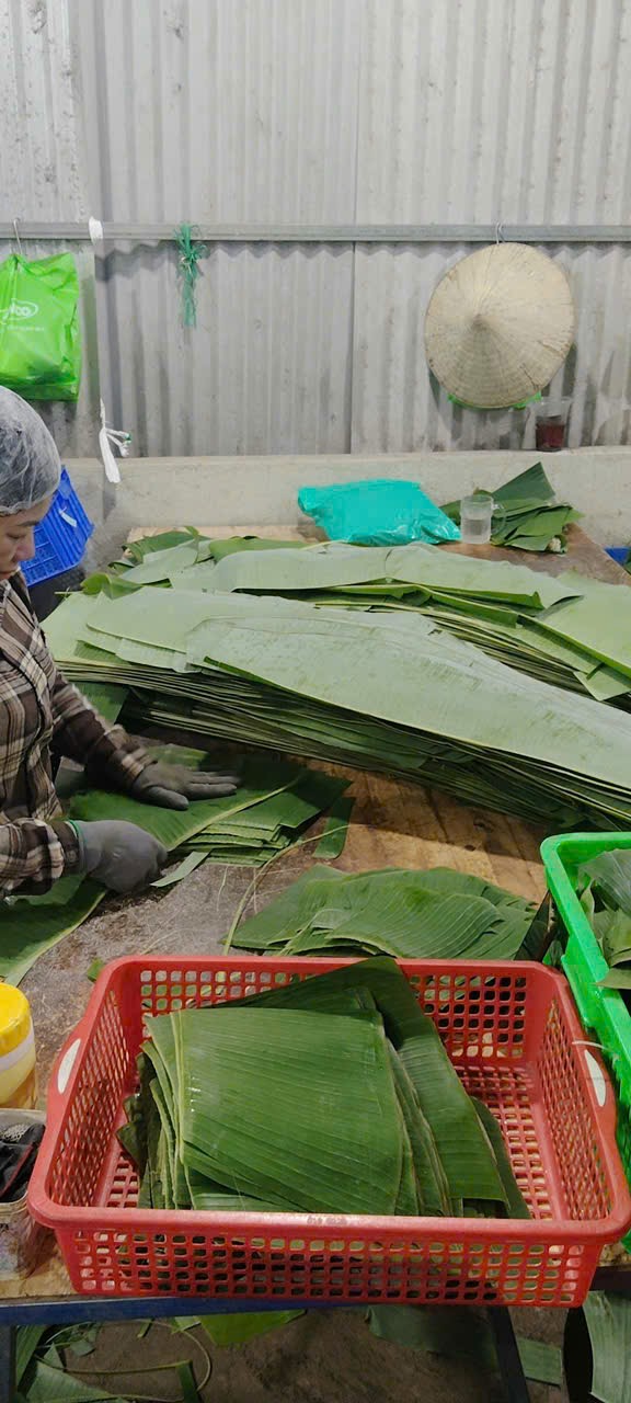 Organic Banana Leaves