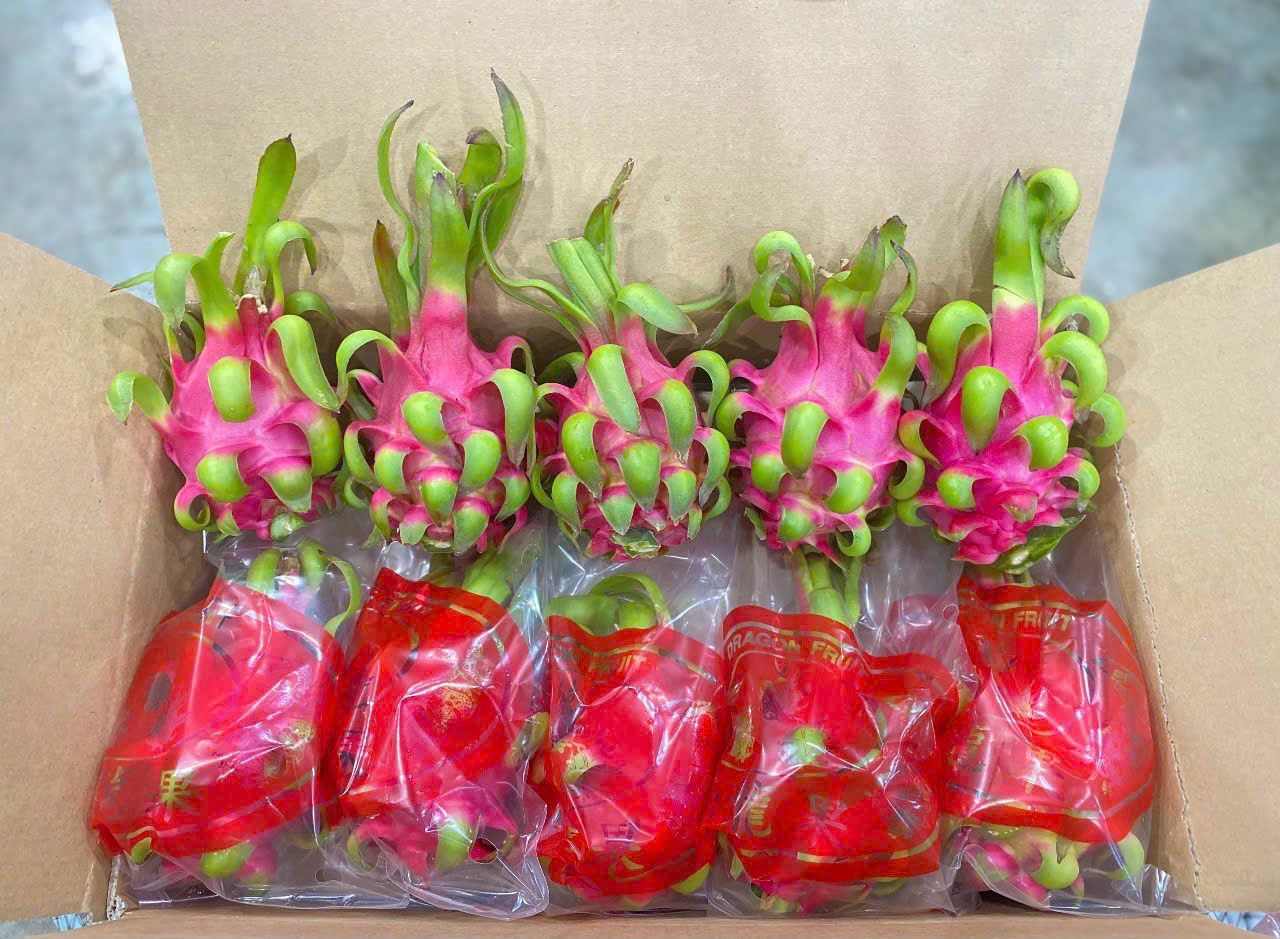 Dragon Fruit