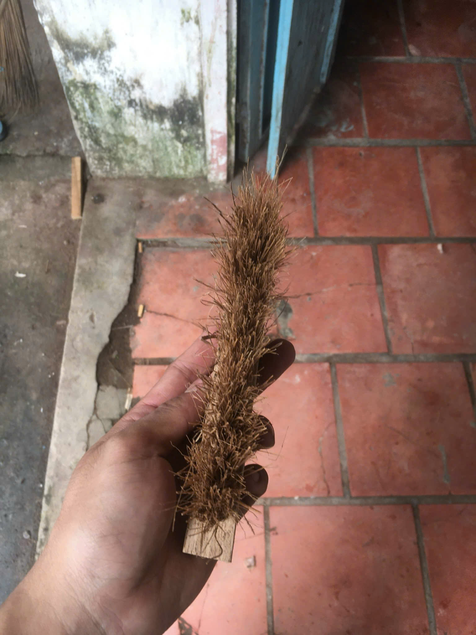 Coconut Household Item